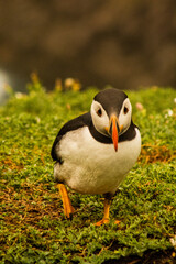 Sea birds