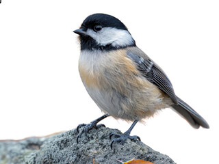 Design ohne Titel - 9