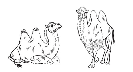 Set of two beautiful realistic two-humped camel standing and sitting in black on white background. Hand drawn vector sketch illustration in doodle engraved vintage line art style. Egypt, exotic