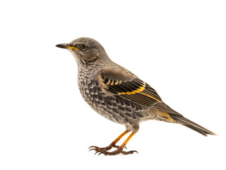 Fototapeta premium Bird