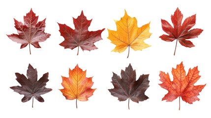 A vibrant display of autumn leaves showcasing nature's colorful transformation in full splendor