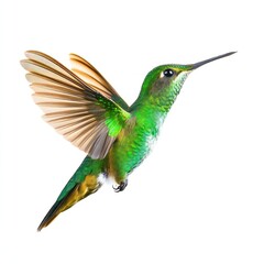 Obraz premium A flying green hummingbird photography wildlife feathers.