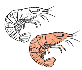 Fototapeta premium Beautiful tasty coloring book design with black and white version of shrimp seafood. Hand drawn vector sketch illustration in doodle engraved vintage line art style. Tasty delicious ready to eat
