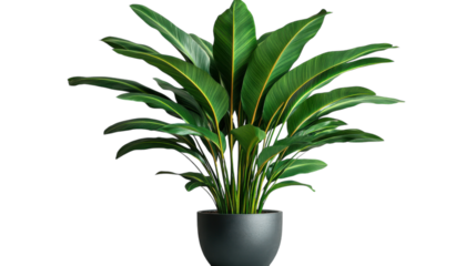 Lush green indoor plant enhancing home decor with vibrant leaves and modern pot design