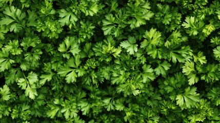 A seamless arrangement of fresh parsley leaves, densely covering the entire surface with vibrant green tones.