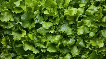 A surface densely covered with fresh green salad leaves, filling every inch of the frame with their crisp, healthy texture and vibrant green color.