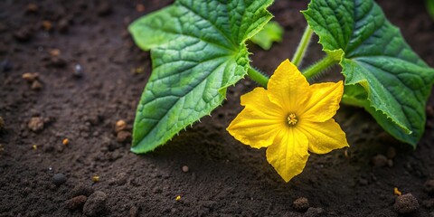 Small cucumber plant with yellow flower in raised garden bed
