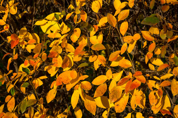 Autumn background with red and yellow autumn leaves