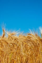 Landscape golden wheat and blue sky © Olha K