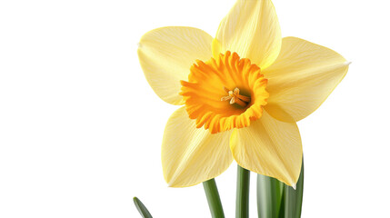 A bright yellow daffodil blooming gracefully under natural light in a serene indoor setting