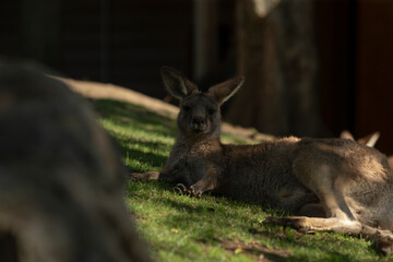 A kangaroo is comfortably laying down in the green grass while curiously looking directly at the camera with a curious expression
