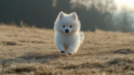 Fototapeta premium Playful Puppy Running on Dry Grass