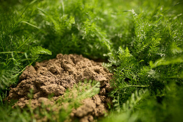 Soil pile in lush green foliage