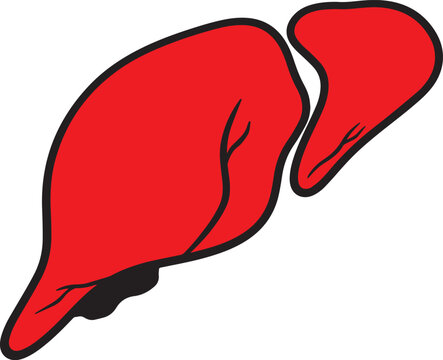recommend clip art: digestion human stomach vector icon, human stomach vector icon