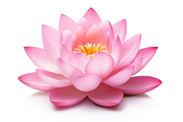 Lotus flower lily petal plant.