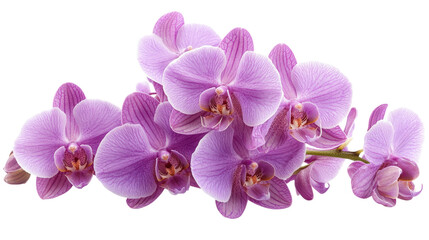 Delicate purple orchids blooming gracefully in sunlight, showcasing nature's beauty in spring