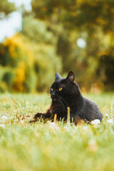 Black cat with piercing green eyes resting on grass