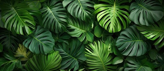 Lush tropical green leaves.