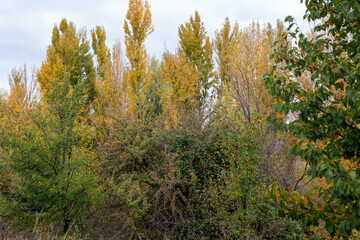 Fototapeta premium autumn