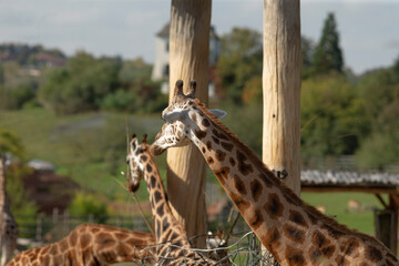 A group of several giraffes is standing closely next to each other in a zoo enclosure, surrounded by an area designed for their habitat