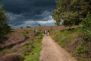 narrow path in the heath hills