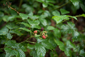 wild raspberry berries in the field 