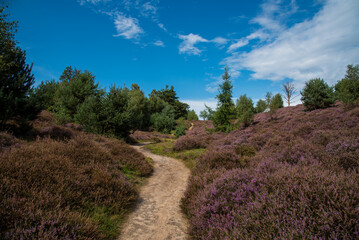 narrow path in the heath hills