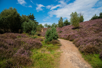 narrow path in the heath hills
