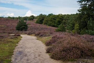 narrow path in the heath hills