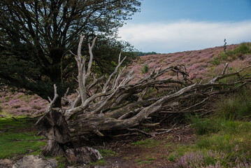 dead tree in the heather valley