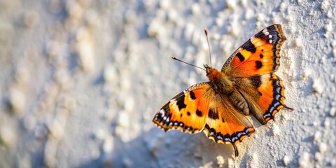 Obraz premium Small tortoiseshell butterfly sunbathing on wall