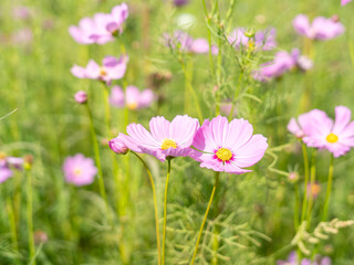 flowers in the field