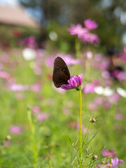 flowers and butterfly