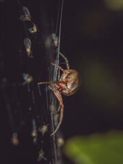 A spider in it's web with remnants of it's prey