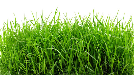 Obraz premium Freshly Grown Verdant Green Grass On White Background For Natural Backdrop