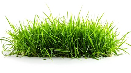 Lush and Verdant Green Grass Carpet on White Background