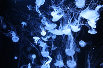 Obraz premium Jellyfish