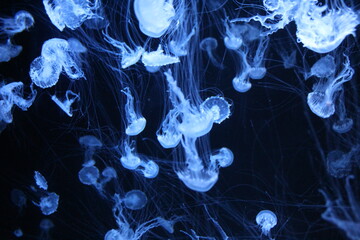 Obraz premium Jellyfish