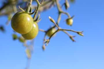 Vibrant Green Tomatoes Hanging on a Vine Beautifully Set Against a Bright Blue Sky