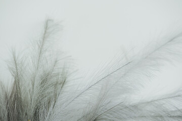 Delicate plant fibers softly swaying against a light background