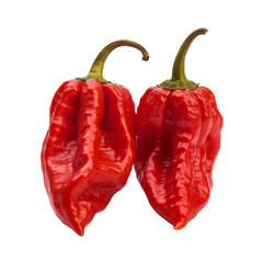Ghost pepper or naga bhut jolokia isolated on transparent background, PNG