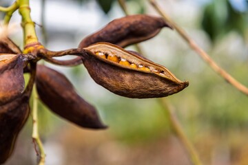 Opened seed pod of Brachychiton populneus tree in Tenerife, Spain. Branch with brown dry seeds of kurrajong. Interesting nature concept for background design. Soft focus