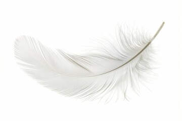 Obraz premium White feather isolated on white background accessories accessory art.