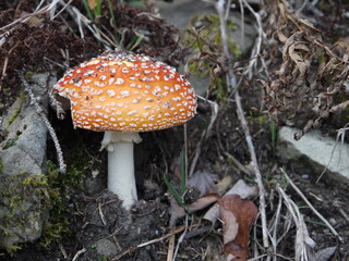 Fliegenpilz im Herbst