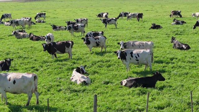 Aerial pan left drone view of white and black cows in a green field.