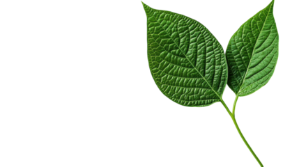 Green leaves with intricate textures on a clean white background in soft natural light