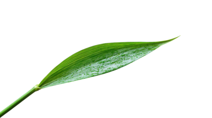 Vibrant green leaf showcasing intricate texture and natural beauty against a stark white background