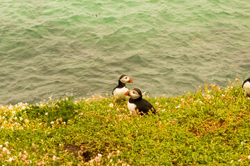 Puffin at Saltee Island, Wexford, Ireland