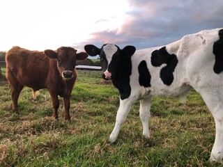Cows in Western Australia  © Ishita