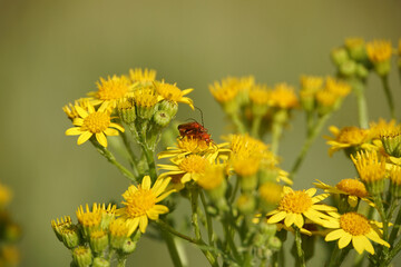 Mating Soldier Beetles
